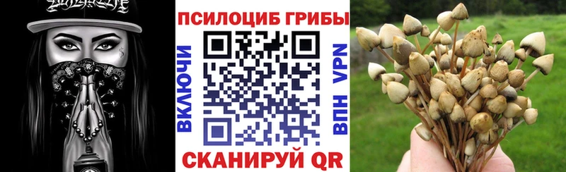 Купить  Мытищи  Галлюциногенные грибы Psilocybine cubensis 